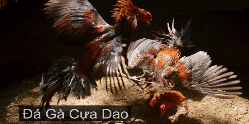 Luật lệ đá gà cựa dao bạn cần biết